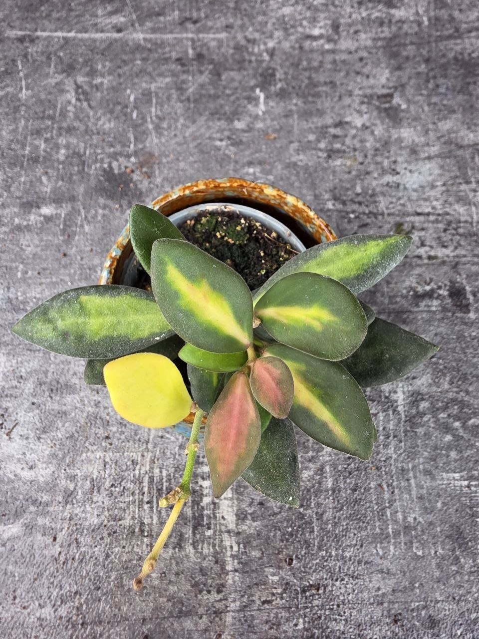 Hoya Burtoniae mini